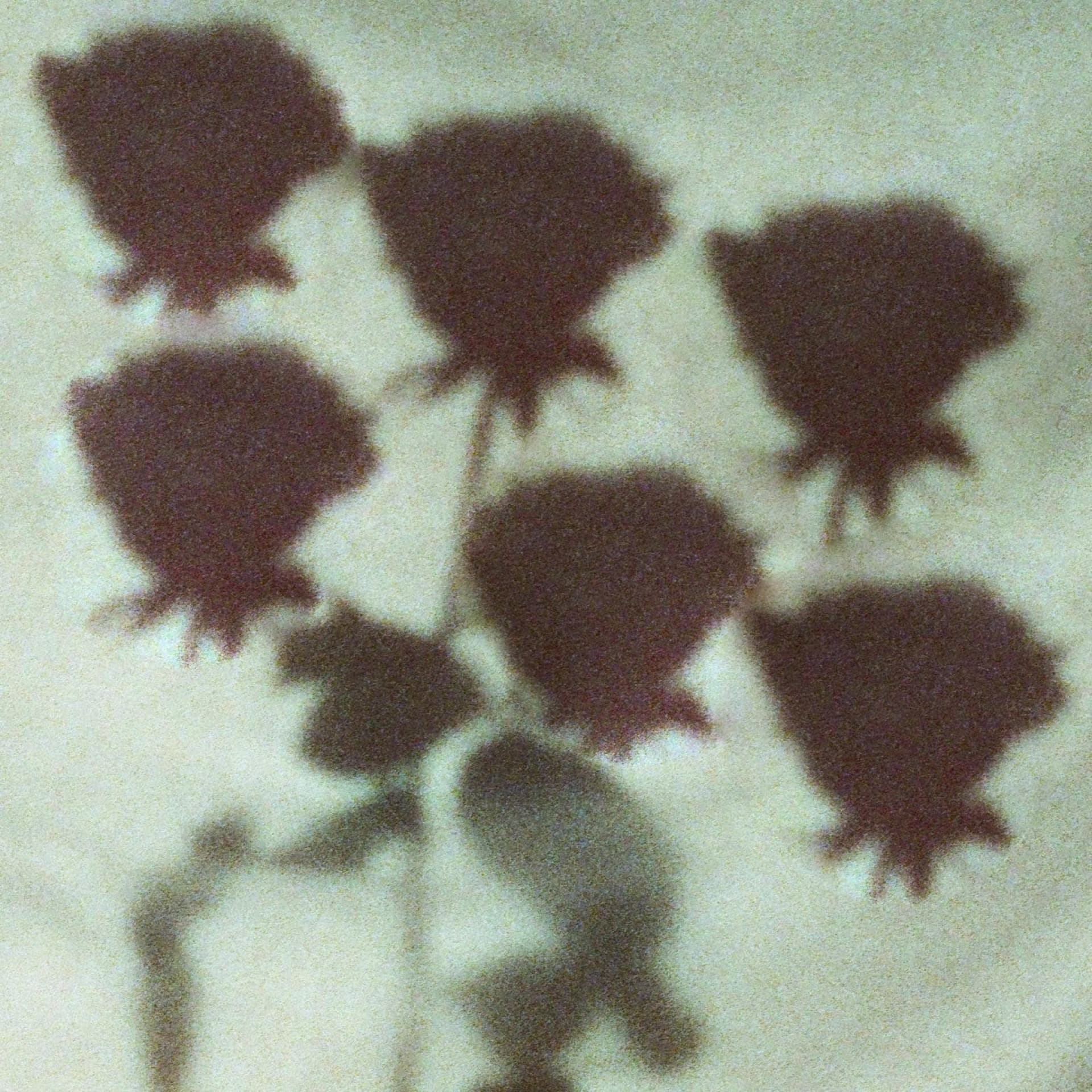 Donna Blue – Dark Roses