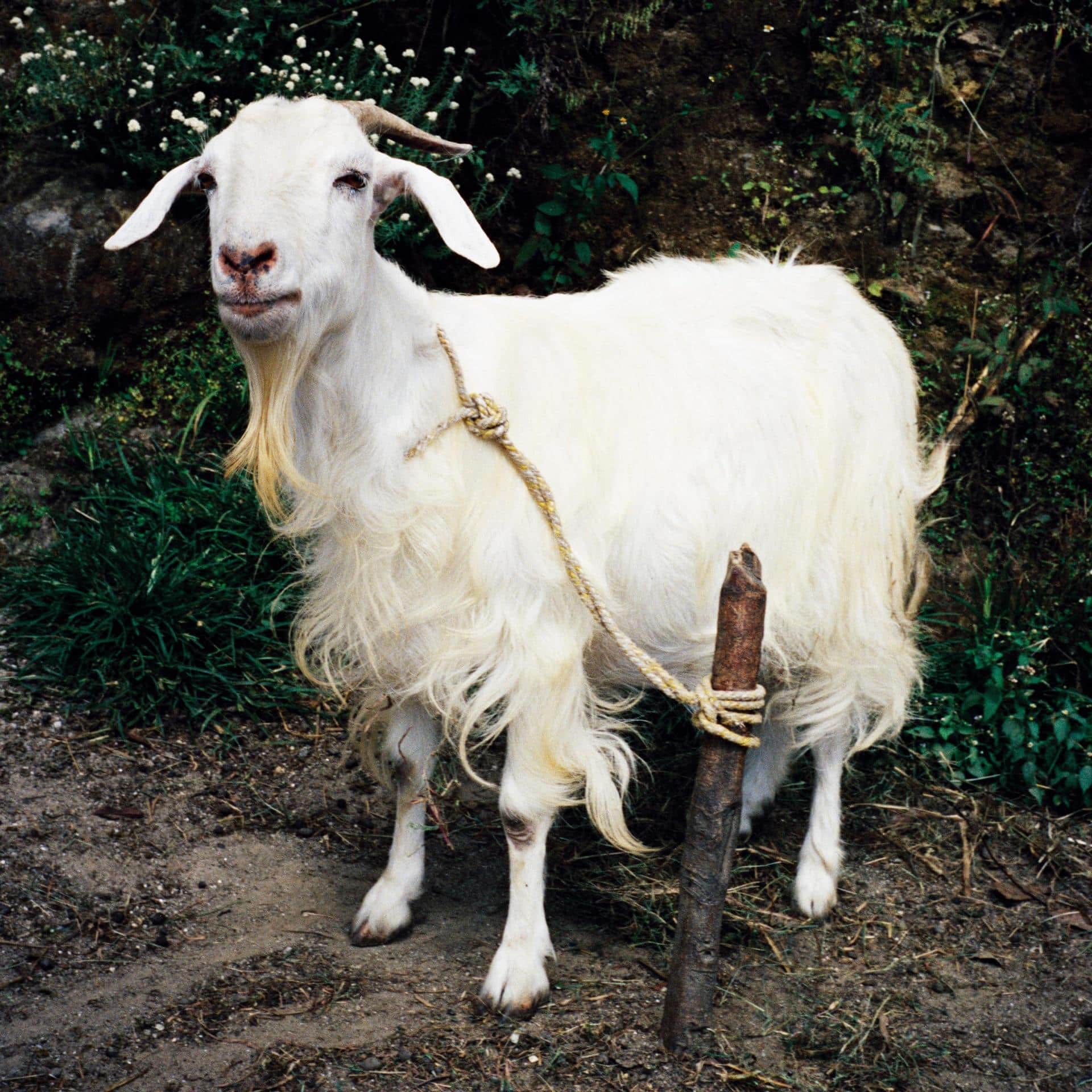 Démira – The Parthenon