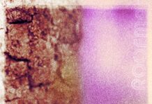 Roofman – Black Woodpecker