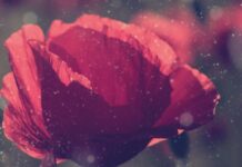 nebenschau – Proof