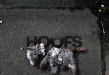 HOOFS – Too Close