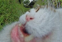 Honey I’m Home – Pretty