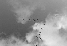 The Bird Experience – Canto VII